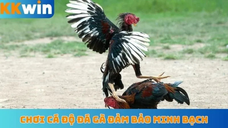 Chơi cá độ đá gà đảm bảo minh bạch